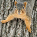 Irate Squirrel by bluemoon