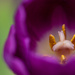 Final Tulip by kwind