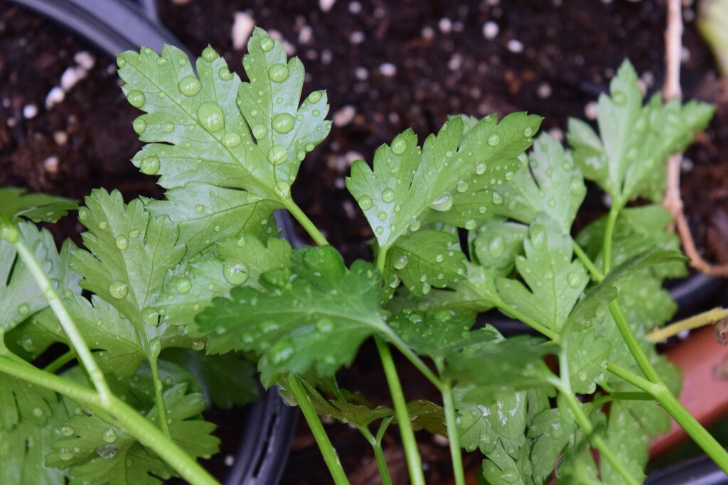 1 23 Raindrops on Parsley by sandlily