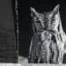 Western Screech-Owl Winks  by taffy