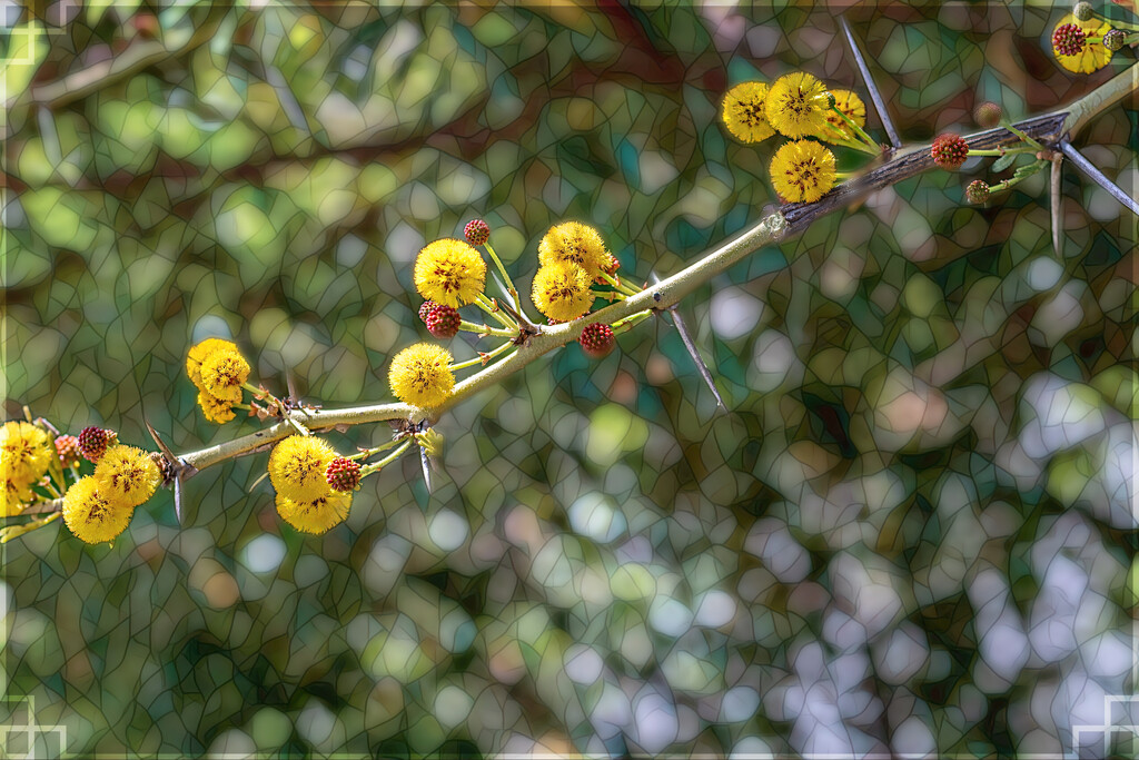 The last Acacia blooms by ludwigsdiana