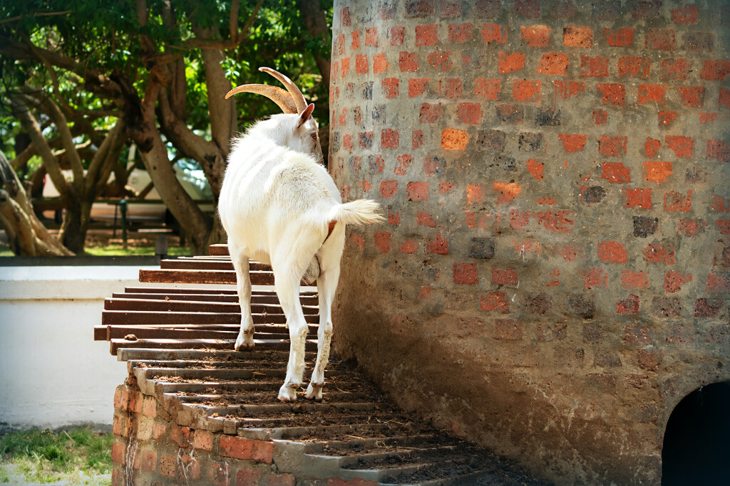 He continued up the steps by ludwigsdiana