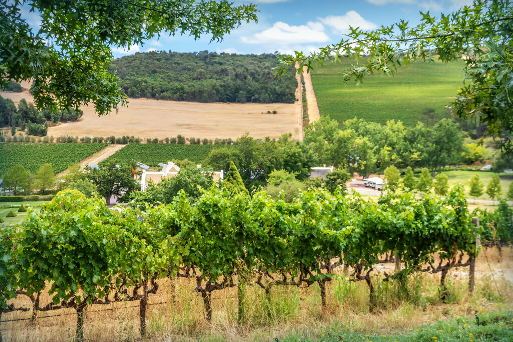 A closer look at the vines by ludwigsdiana