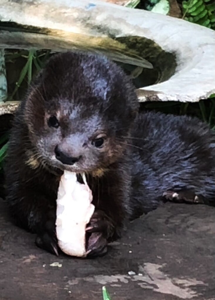 Baby Otter  by zambianlass