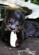 4th Jan 2024 - Baby Otter 