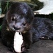 Baby Otter  by zambianlass
