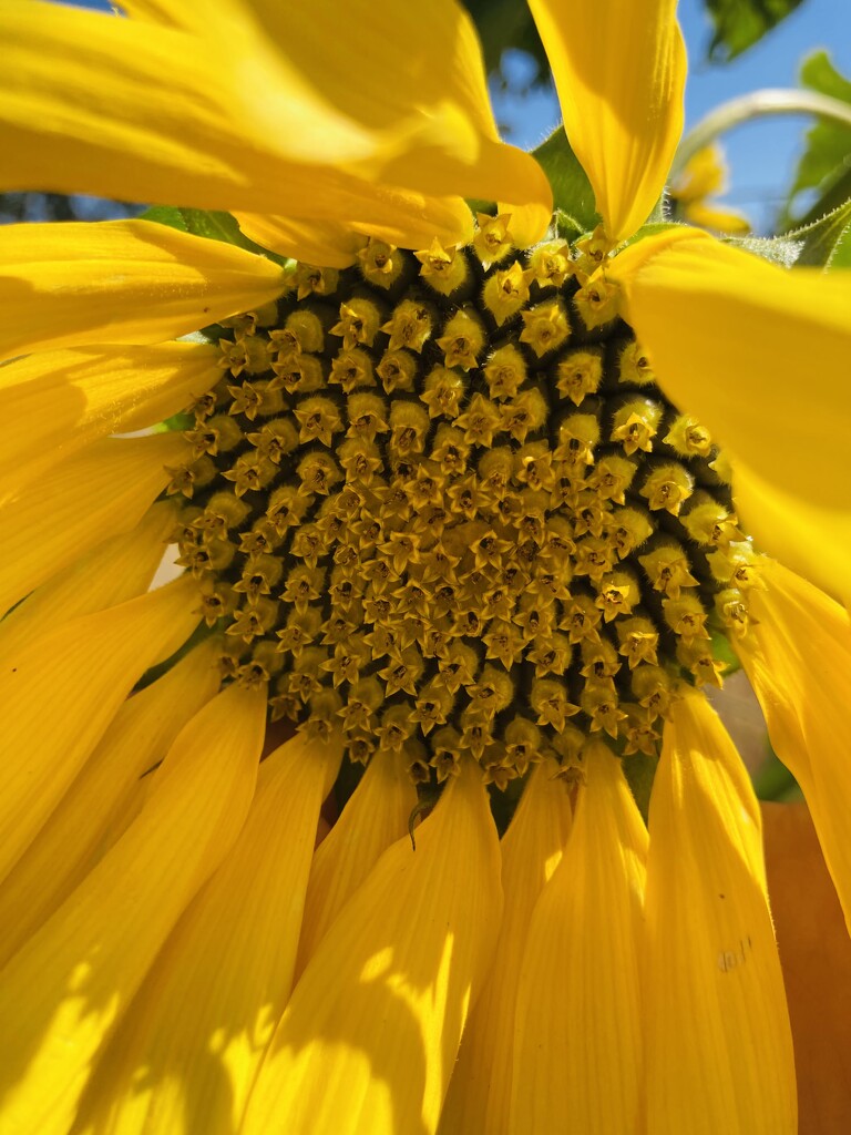 Sunny Flower  by zambianlass