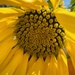 Sunny Flower  by zambianlass