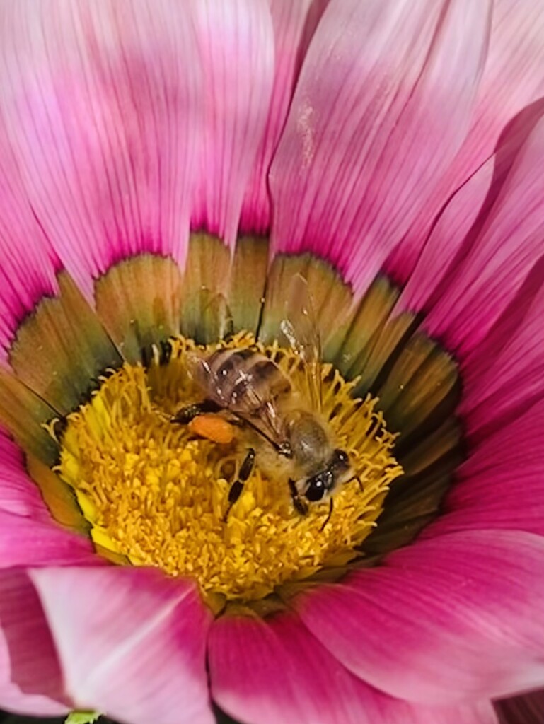 Bee 🐝  by zambianlass