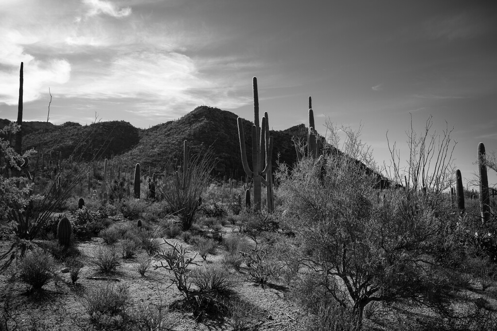 Saguaro and Mountains  by tosee