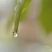 Water Drop by pej76