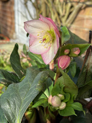 23rd Jan 2024 - Hellebore