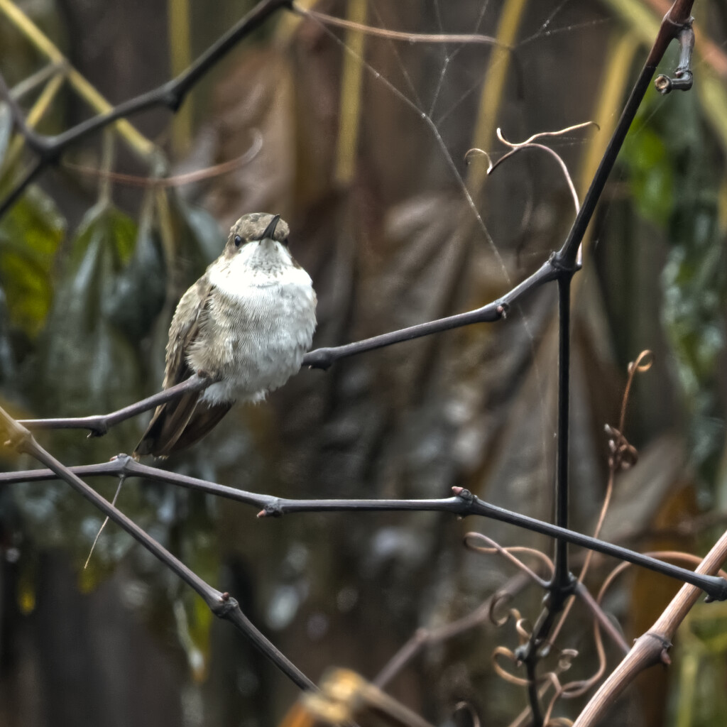 My Winter Hummingbird Just Took A Bath in the Rain by peachfront