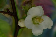 25th Jan 2024 - Japanese Quince...........
