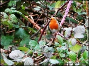 25th Jan 2024 - Hello little robin