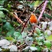 Hello little robin by rosiekind