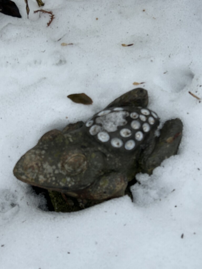 Frog in melting snow.  by dolores