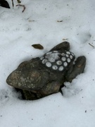 25th Jan 2024 - Frog in melting snow. 