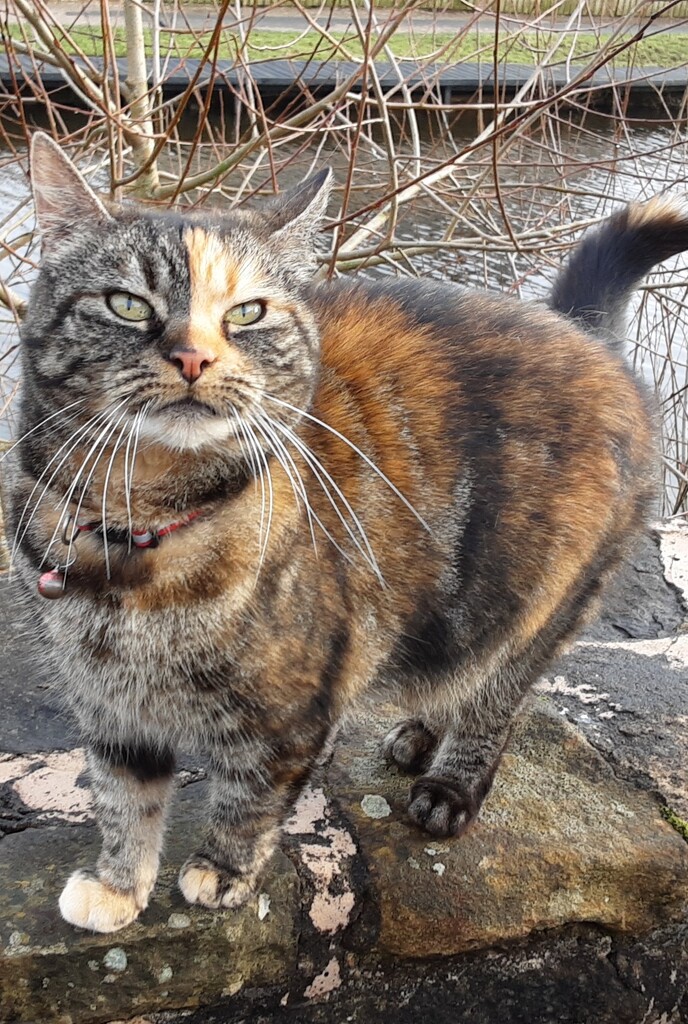 My friendly canal side Tabby cat. Near the Leeds Liverpool canal. Rishton.  by grace55