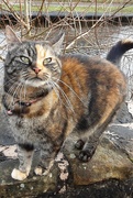 25th Jan 2024 - My friendly canal side Tabby cat. Near the Leeds Liverpool canal. Rishton. 