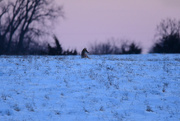 20th Jan 2024 - Coyote on a Snowy Hilltop