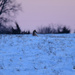 Coyote on a Snowy Hilltop by kareenking