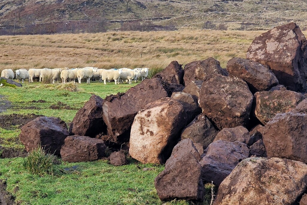 rocks and sheep by christophercox