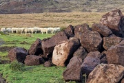 22nd Jan 2024 - rocks and sheep