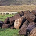 rocks and sheep by christophercox