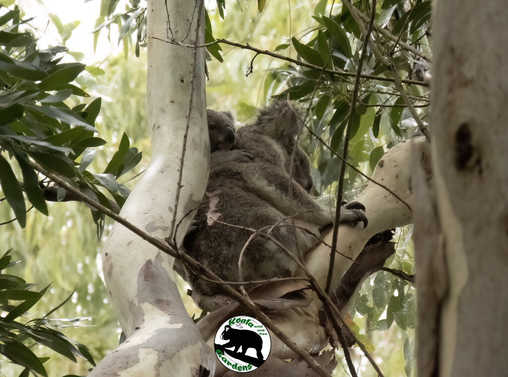 shhh mum I'll check ...  by koalagardens