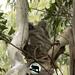 shhh mum I'll check ...  by koalagardens