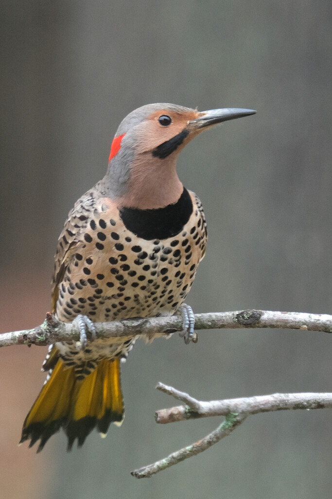 Northern Flicker by lsquared