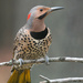 Northern Flicker by lsquared