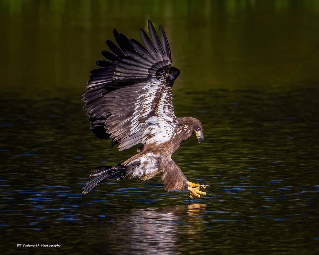 Juvenile Bald Eagle... by photographycrazy