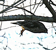 3rd Jan 2024 - Jan 3 Hawk Dropping From Tree With Talons Ready IMG_6818AA