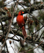 6th Jan 2024 - Jan 6 Cardinal Looking Left IMG_6947AA