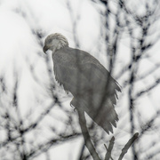 25th Jan 2024 - Bald eagle 