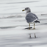 25th Jan 2024 - ring-billed gull with a fish