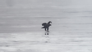 25th Jan 2024 - Bald eagle eating on ice