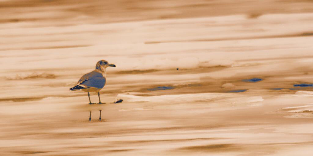 Sepia Gull by rminer