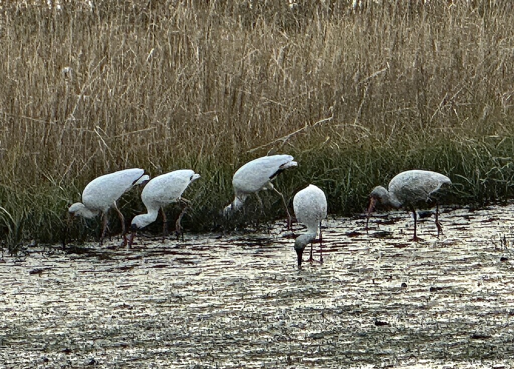 Feeding at low tide by congaree