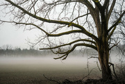 25th Jan 2024 - Foggy tree