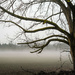 Foggy tree by eleven24