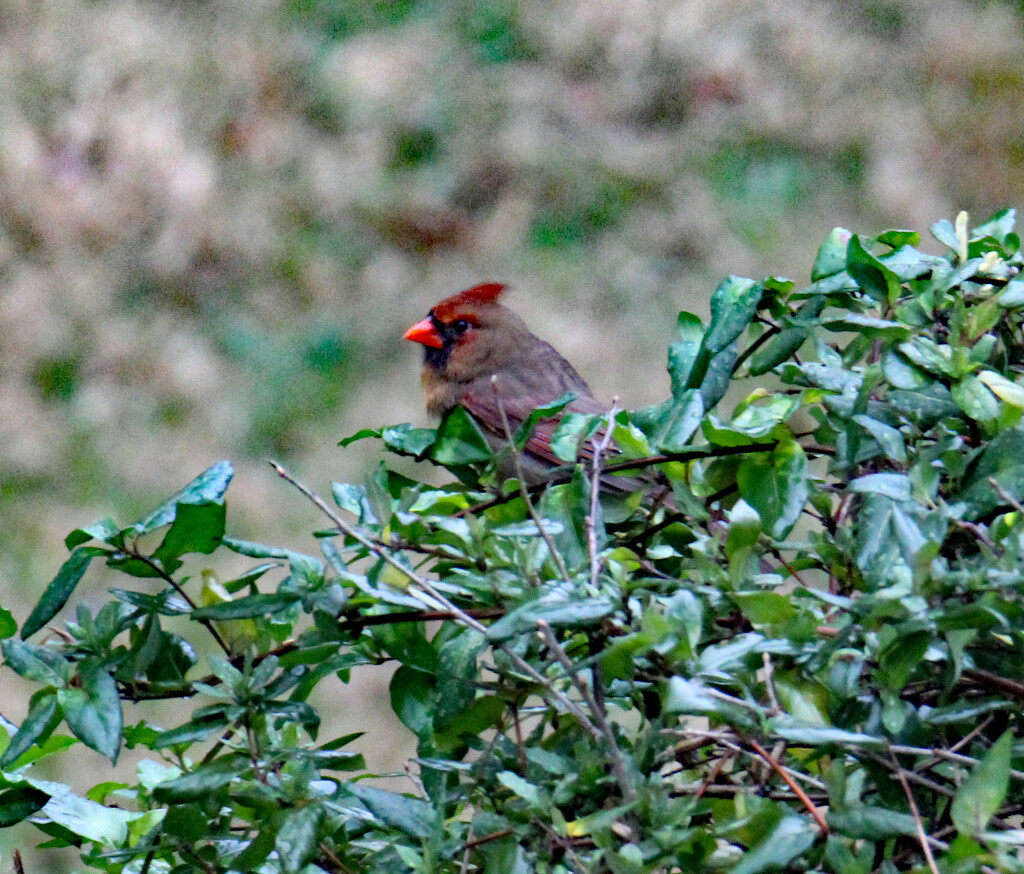 Jan 9 Cardinal On Trimmed Hedge IMG_6954AA by georgegailmcdowellcom