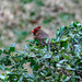 Jan 9 Cardinal On Trimmed Hedge IMG_6954AA by georgegailmcdowellcom