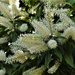 Buckinghamia Flower ~ by happysnaps