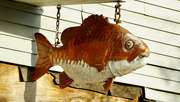 22nd Jan 2024 - Redfish
