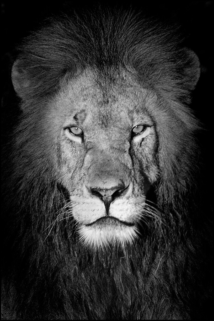 25 - Pride Lion by marshwader