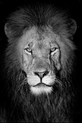 25th Jan 2024 - 25 - Pride Lion