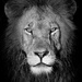 25 - Pride Lion by marshwader